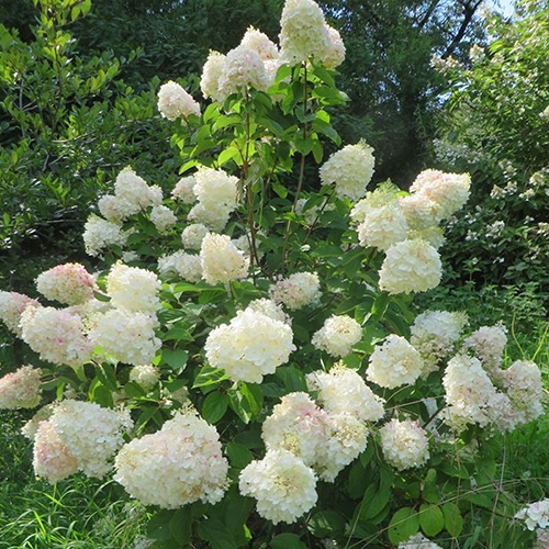 Гортензия  Hydrangea pan. Silver Dollar (тип горшка  с3)