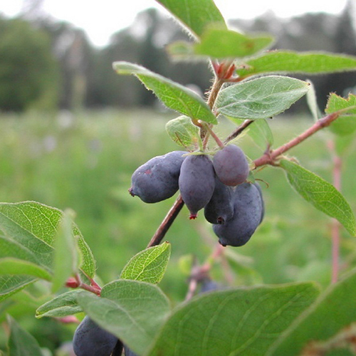 Жимолость   Lonicera caerulea kamtschatica (Тип горшка c2)