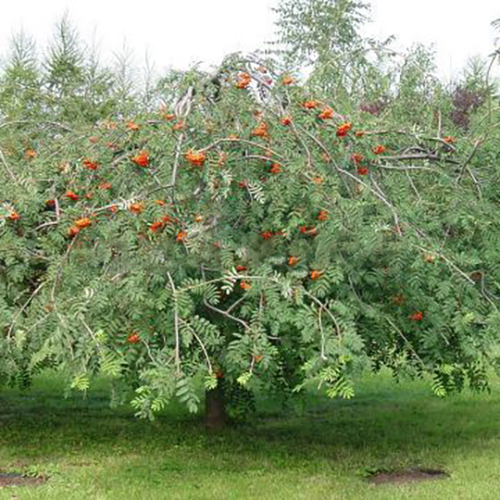 Рябина  Sorbus alnifolia Red Bird (Тип горшка с5)