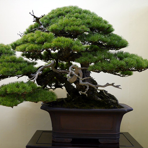 Сосна тунберга   Pinus thunbergii Majima (Тип горшка c7,5)