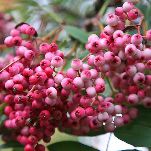 Рябина  Sorbus  arnoldiana Kirsten Pink (Тип горшка с5)