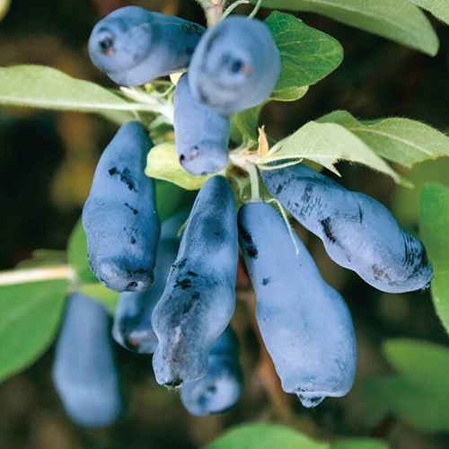 Жимолость съедобная 1 ветка  Lonicera caerulea Barbaleta (Тип горшка c2)