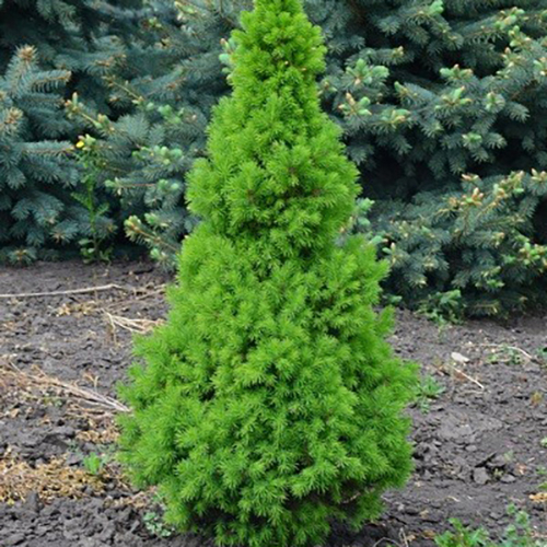 Ель   Picea gl. Conica (Тип горшка с3)