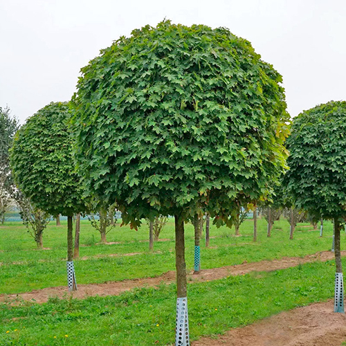 Клён  Acer platanoides Globosum (Тип горшка с7,5)