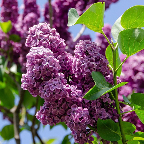 Сирень   Syringa v. Gajzinkalns (Тип горшка с5)