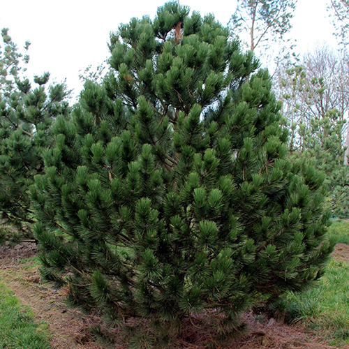 Сосна белокорая   Pinus heldreichii Satellit (Тип горшка c7,5)