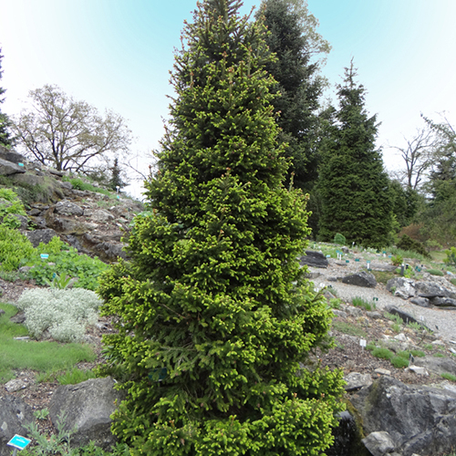 Ель   Picea abies Will’s Zwerg (Тип горшка с2)