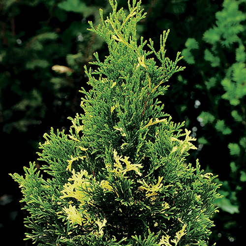 Туя западная   Thuja occ. Smaragd Variegata (Тип горшка c5)