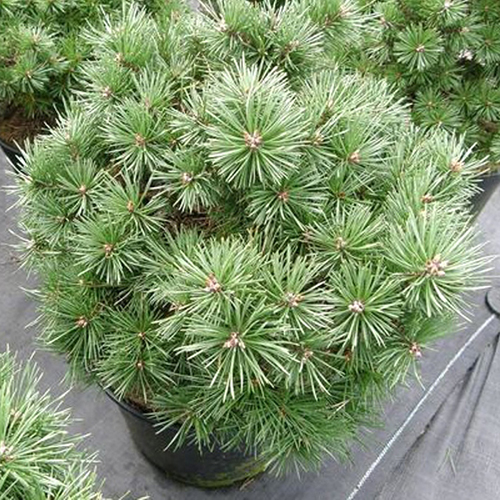 Сосна горная   Pinus mugo Bozi Dar (Тип горшка c7,5)