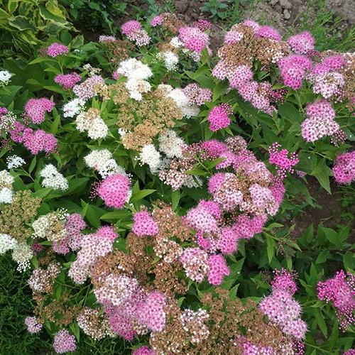 Спирея   Spiraea japonica Genpei (Тип горшка c2)