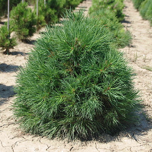 Сосна   Pinus sylvestris Globosa Viridis (Тип горшка c5)