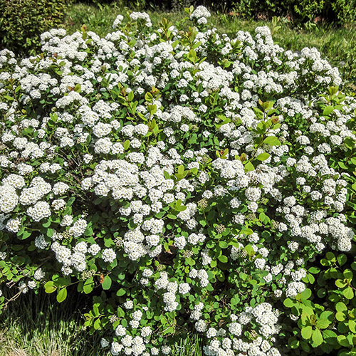 Спирея   Spiraea betulifolia Island (Тип горшка c2)