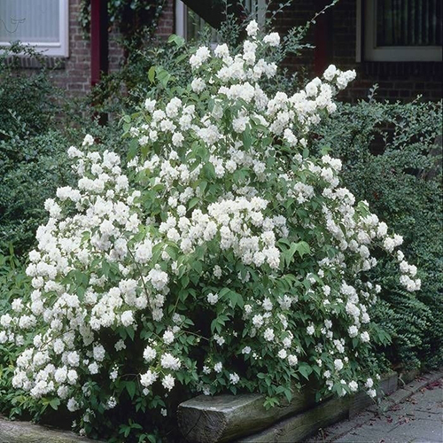 Чубушник    Philadelphus lemoinei Frosty Morn (Тип горшка c3)