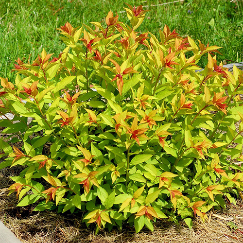 Спирея   Spiraea japonica Goldflame (Тип горшка c2)