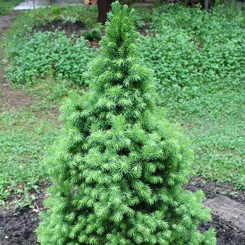Ель   Picea gl. December PBR (Тип горшка c5)