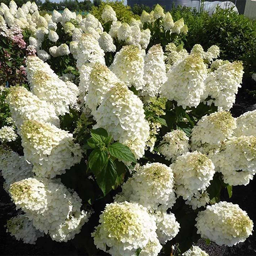 Гортензия метельчатая   Hydrangea pan. Polar Bear (Тип горшка с10)