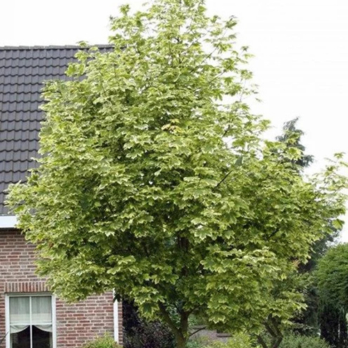 Клён  Acer platanoides Drummondii  (Тип горшка с7,5)