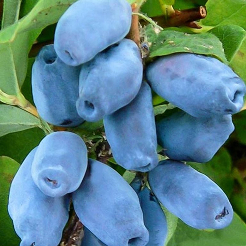 Жимолость съедобная 1 ветка  Lonicera caerulea Roksana (Тип горшка c2)