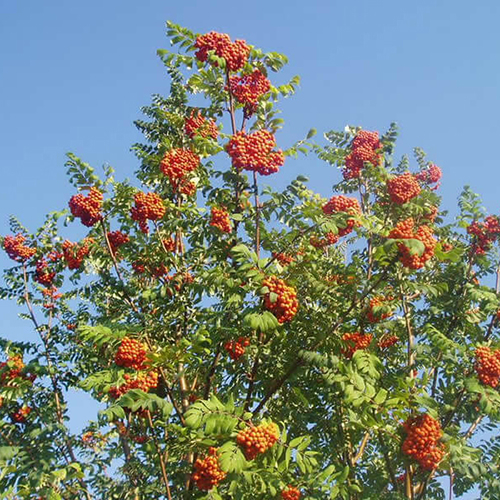 Рябина  Sorbus aucuparia doch kubovoy solnechnaya (Тип горшка с5)