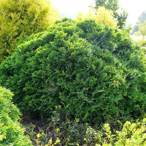 Туя западная   Thuja occ. Umbraculifera (Тип горшка c3)