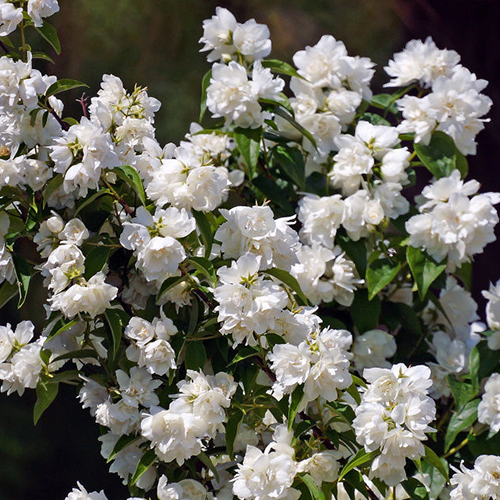 Чубушник   Philadelphus coronarius Komsomoletz (Тип горшка c3)