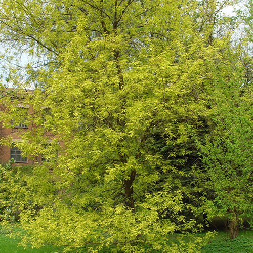 Клён  Acer negundo Auratum (Тип горшка с7,5)