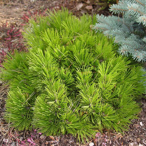Сосна белокорая   Pinus heldreichii Compact Gem (Тип горшка c7,5)
