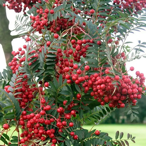 Рябина  Sorbus aucuparia Alaya krupnaya (Тип горшка с5)