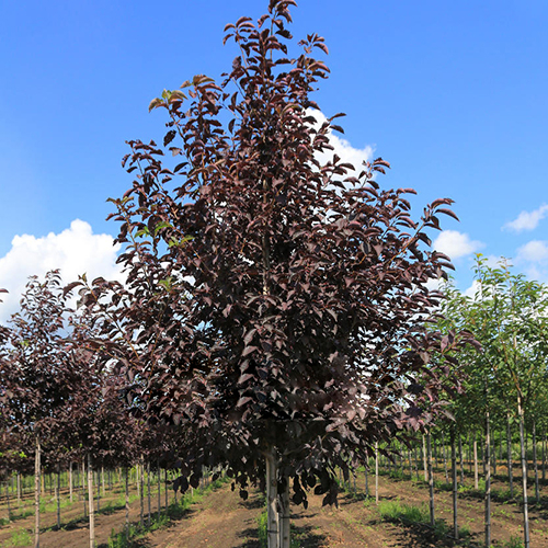 Черемуха  Prunus virginiana Shubert (Тип горшка с3)