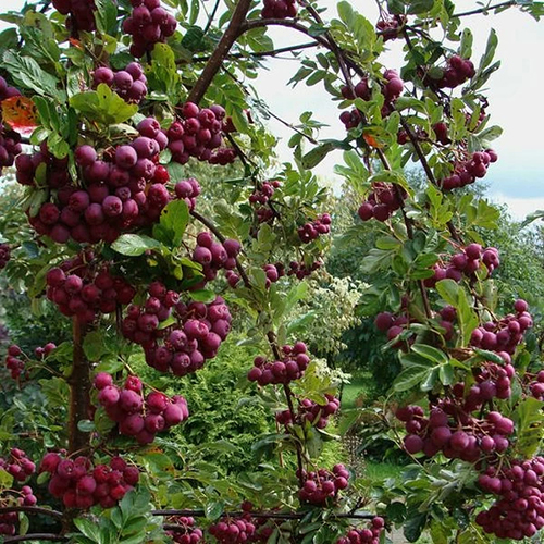 Рябина Sorbus aucuparia Granatnaya (тип горшка с5)