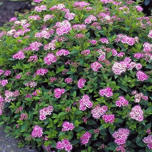 Спирея Spiraea japonica Little Princess (тип горшка с2)