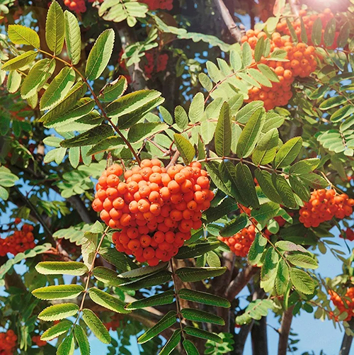 Рябина Sorbus aucuparia Maravskaya (тип горшка с5)