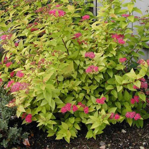 Спирея Spiraea japonica Candlelight (тип горшка с2)