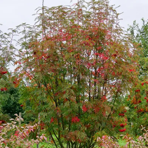 Рябина Sorbus commixta Dodong (тип горшка с5)