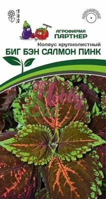 Цветы Колеус Биг Бэн Салмон Пинк шлемниковидный (5 шт) Партнер НОВИНКА 2024