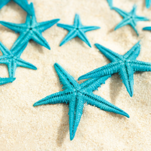 Набор натуральных морских звезд,  1,5 - 2,5 см, 20, синий