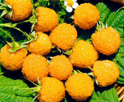 Малина перспективные сорта Желтый гигант