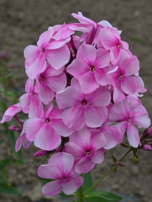 Флокс Зоряна