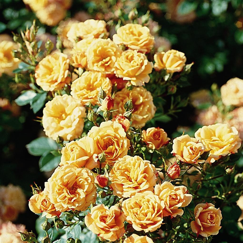 Роза миниатюрная клементина фото и описание