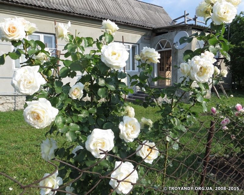 Роза шнеевальцер фото