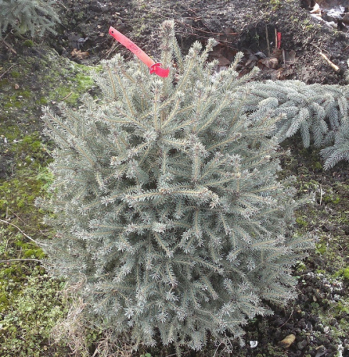 Ель сербская (Picea omorika Cinderella) C2 20-30