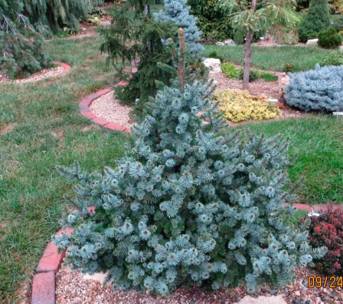 Ель сербская (Picea omorika de Ruyter) Ком 40-50
