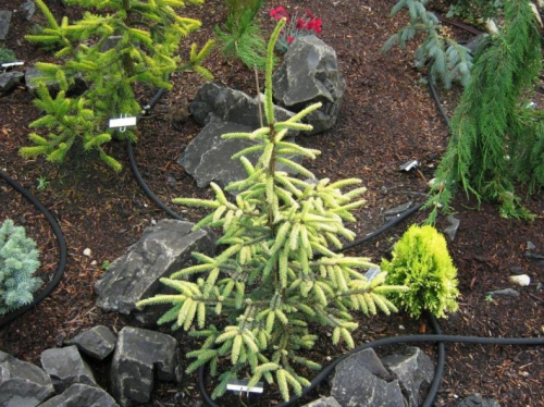 Ель черная (Picea mariana Aurea) C2 30-60.