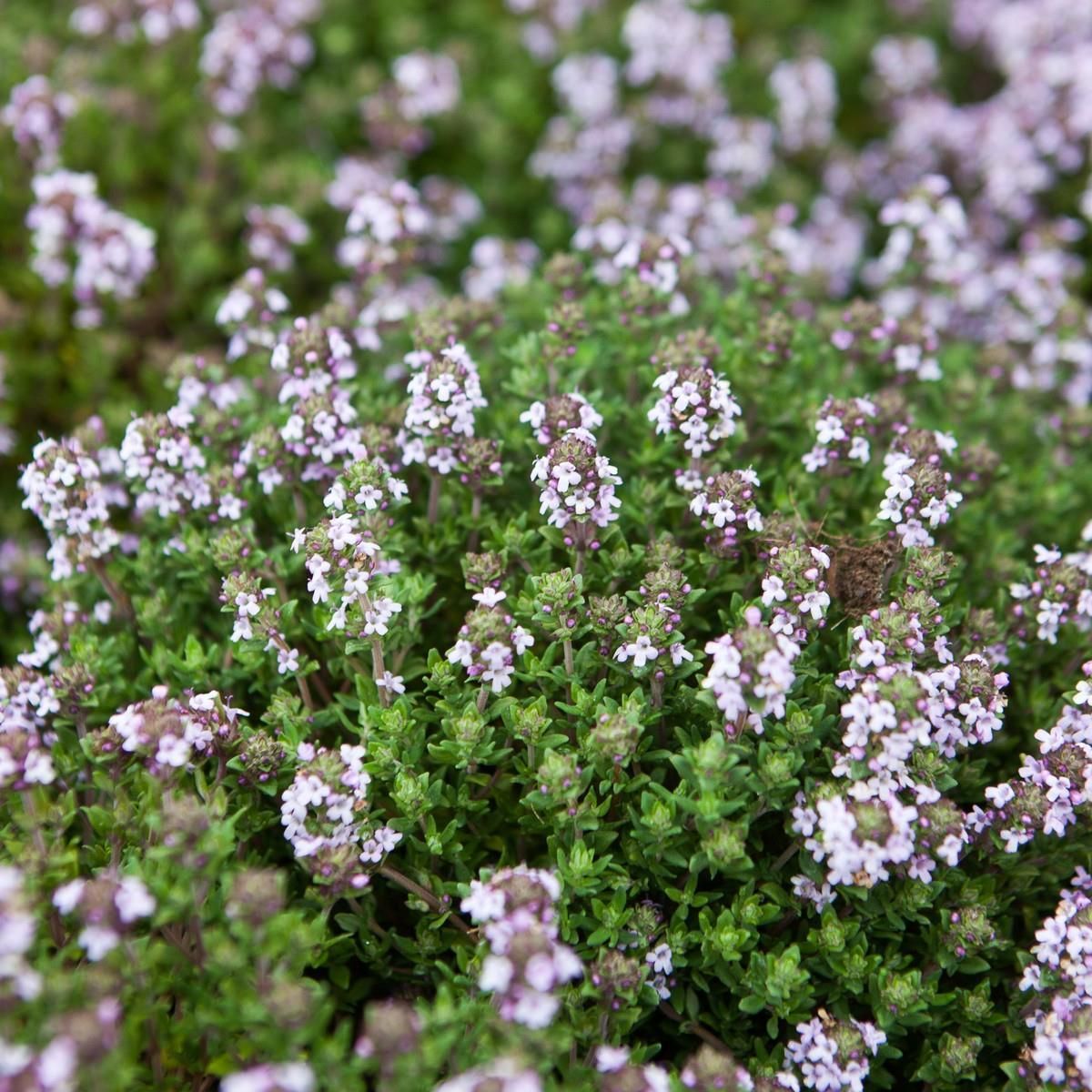 Thymus serpyllum l тимьян ползучий