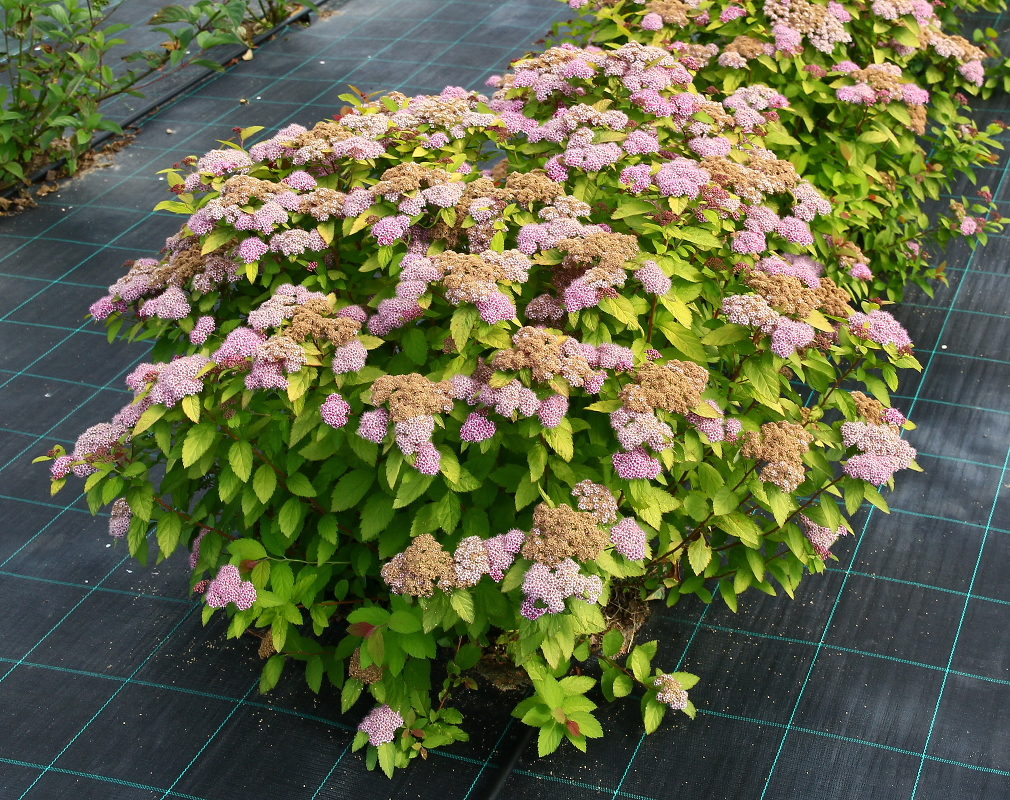 Спирея японская Double Play Big Bang - Садовый центр Палисадник