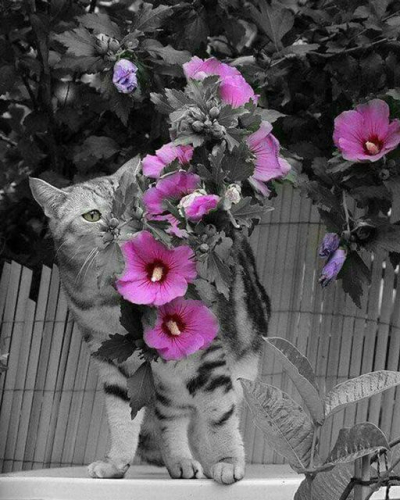 Алмазная мозаика круглыми стразами Кот и цветы