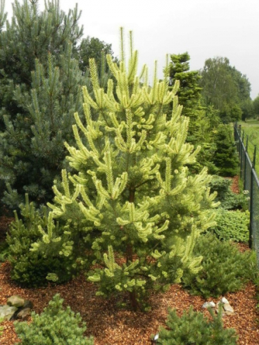 Сосна обыкновенная Канделайт (Pinus sylvestris Candlelight) С2, 30-40