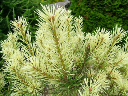 Сосна обыкновенная (Pinus sylvestris Brentmoor Blonde) P9 20-30