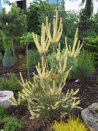 Сосна обыкновенная Биалогон (Pinus  sylvestris  Bialogon) С7,5, 35-55