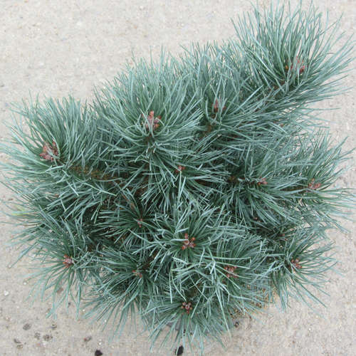 Сосна обыкновенная (Pinus sylvestris Chantry Blue) C10 90